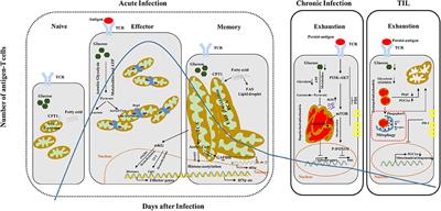 Rewiring Mitochondrial Metabolism for CD8+ T Cell Memory Formation and Effective Cancer Immunotherapy